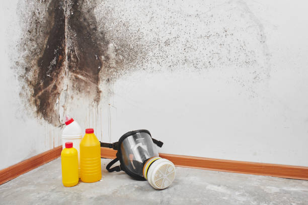 Best Mold Testing  in Sheridan, IL
