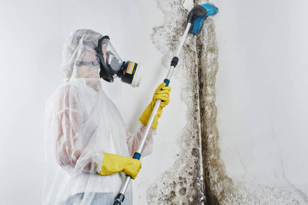 Best Home Mold Removal  in Sheridan, IL