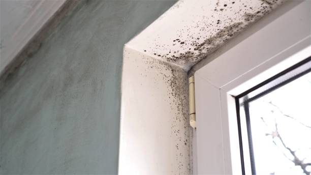 Best Same-Day Mold Removal  in Sheridan, IL