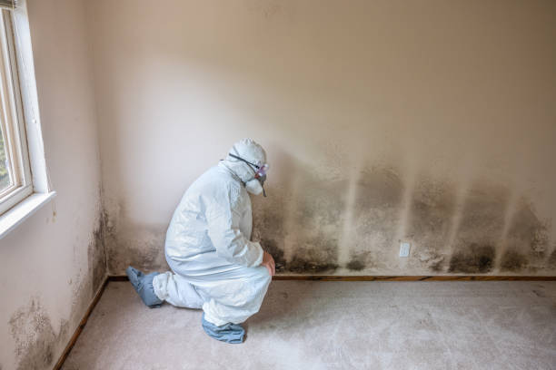 Best Mold Removal Company Near Me  in Sheridan, IL