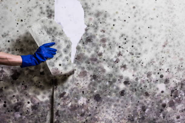  Sheridan, IL Mold Removal Pros