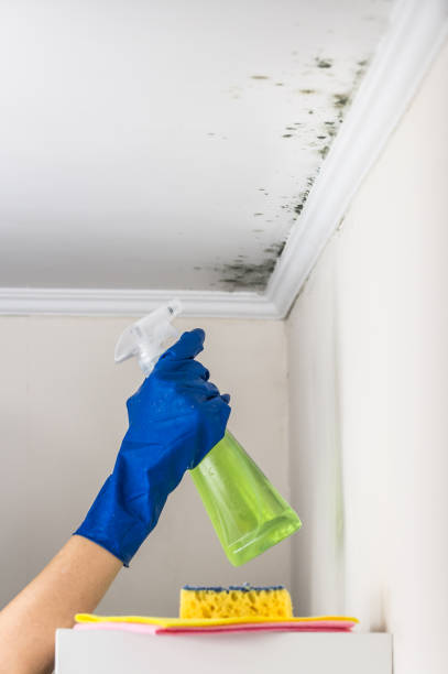 Best Toxic Mold Removal  in Sheridan, IL